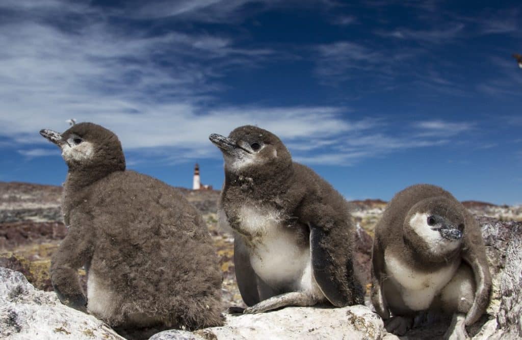 image Pingüino de Penacho Amarillo pichones