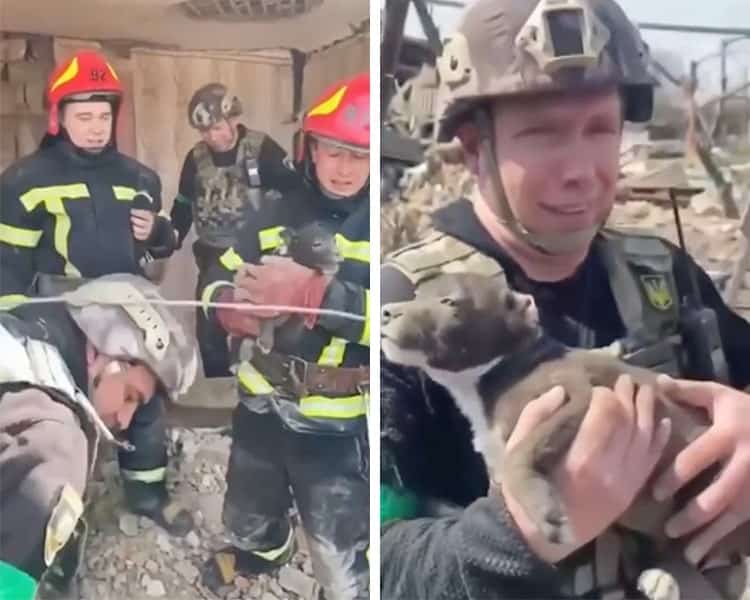 ukrainian-police-save-puppy-near-donetsk-4