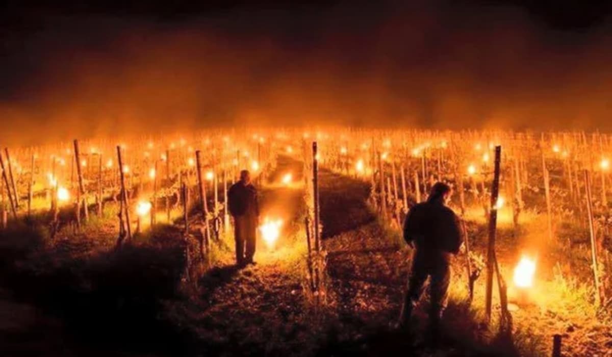 viñedos-en-francia-fuego-contra-nevada