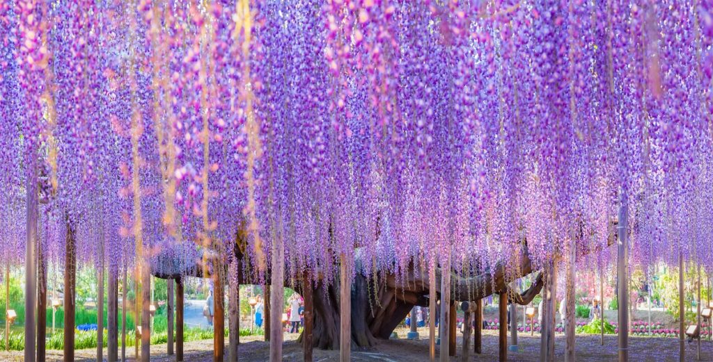 En fotos: Así luce la magia de la primavera en Japón