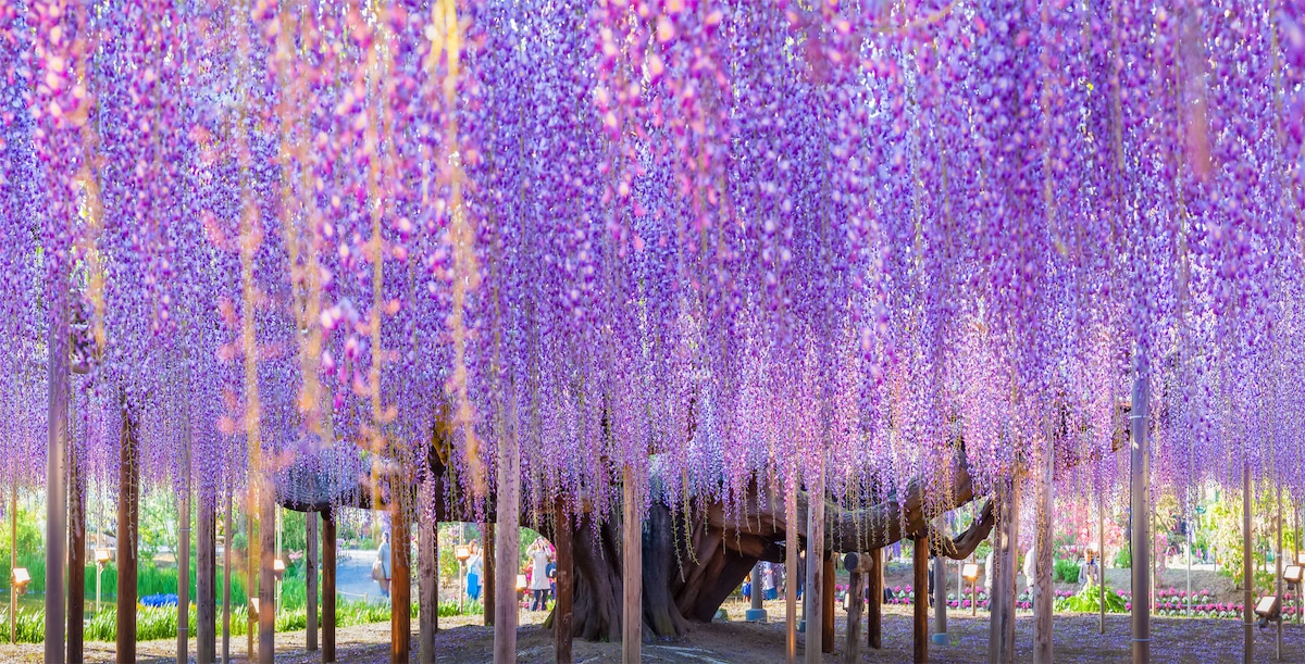 wisteria-tree-japan-2022-1