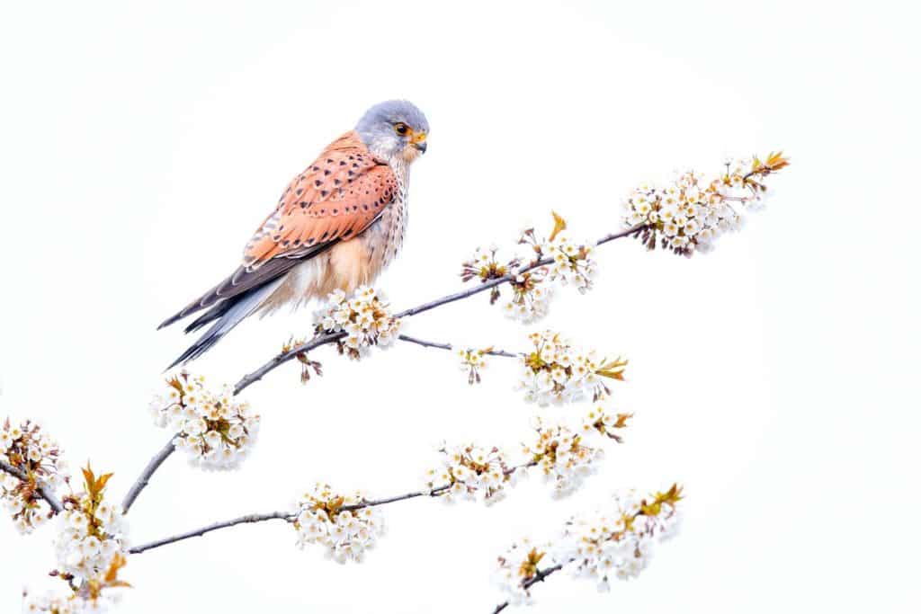 Estas son las fotografías ganadoras de Nature Photographer of the Year, el concurso anual sobre fotografía de naturaleza