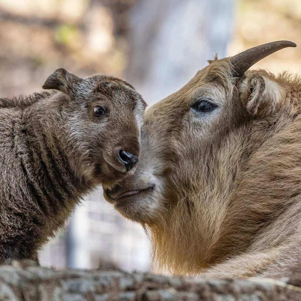 Nació el primer ejemplar takín dorado macho en el hemisferio occidental: se encuentra en el Zoológico de San Diego