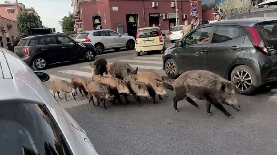 Insólito: toque de queda en Roma por presencia de jabalíes en la calle