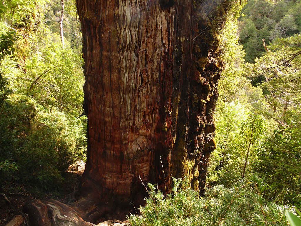 Alerce Milenario