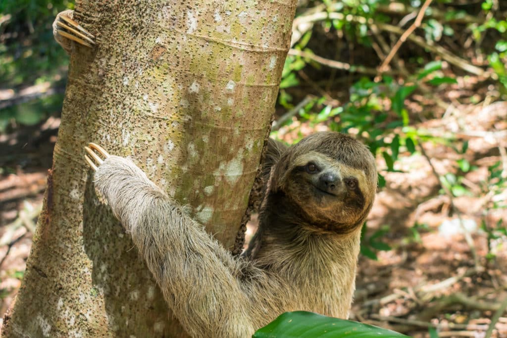 image biodiversidad Brasil 1