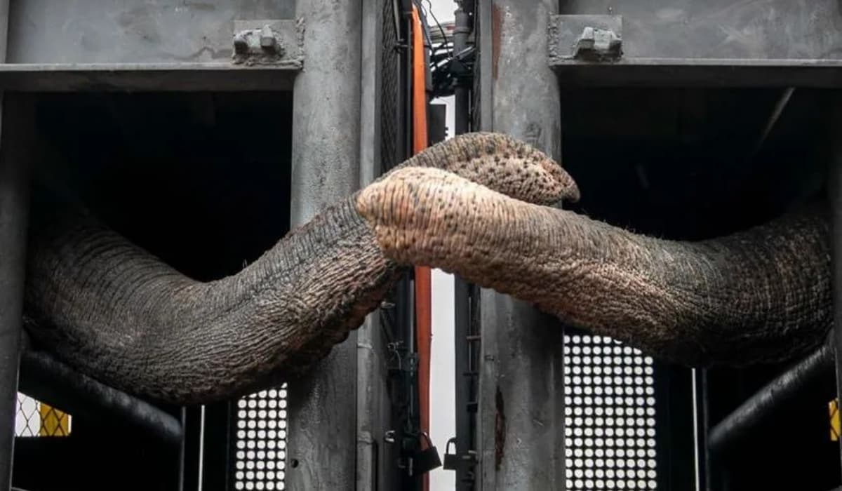 Del ex zoológico de Mendoza al Santuario de Elefantes de Brasil así fue el traslado de Pocha y Guillermina al Mato Grosso