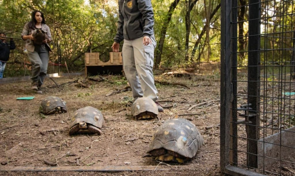 image tortuga Dia Mundial de la Tortuga conoce el increible trabajo de recuperacion de especie en el Parque Nacional El Impenetrable 3