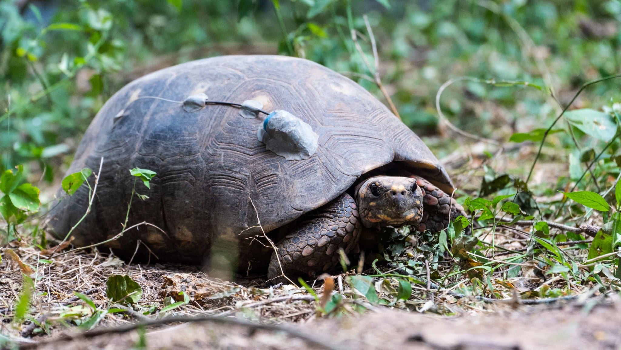 Día Mundial de la Tortuga conoce el increíble trabajo de recuperación de especie en el Parque Nacional El Impenetrable-7