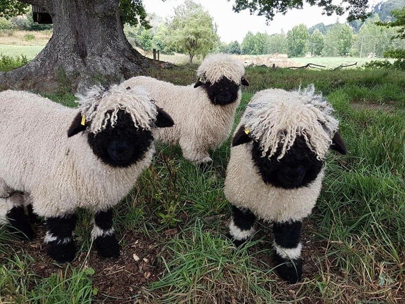 image ovejas de nariz negra Estas sorprendentes ovejas de nariz negra son presentadas como la raza ovina mas linda del mundo 2