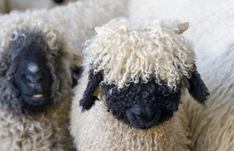 image ovejas de nariz negra Estas sorprendentes ovejas de nariz negra son presentadas como la raza ovina mas linda del mundo 3