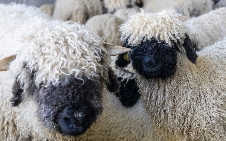 Estas sorprendentes ovejas de nariz negra son presentadas como la raza ovina más linda del mundo