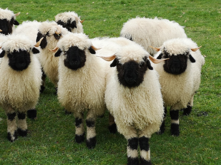 image ovejas de nariz negra Estas sorprendentes ovejas de nariz negra son presentadas como la raza ovina mas linda del mundo 6