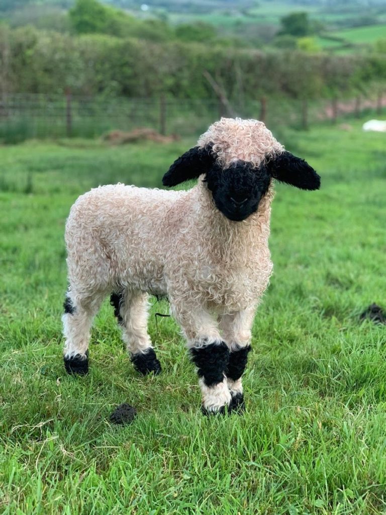 image ovejas de nariz negra Estas sorprendentes ovejas de nariz negra son presentadas como la raza ovina mas linda del mundo 7