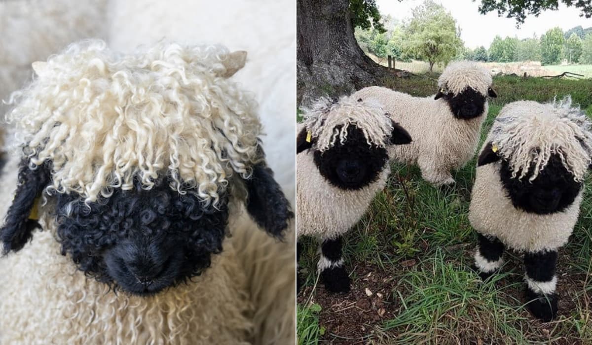 Estas sorprendentes ovejas de nariz negra son presentadas como la raza ovina “más linda del mundo”