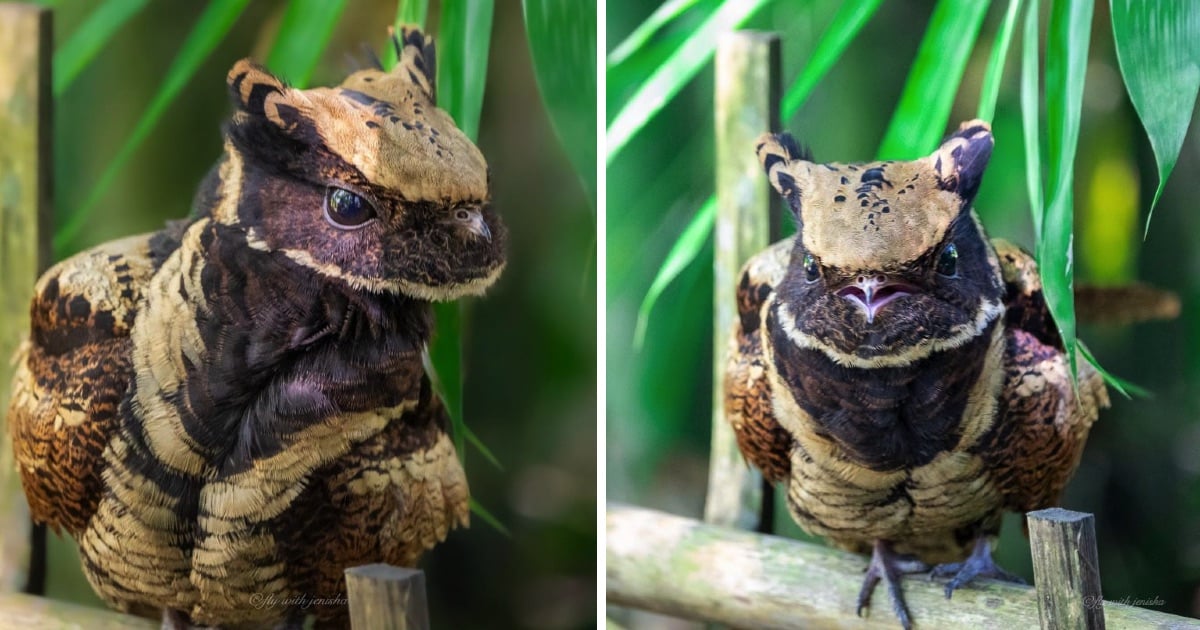 Great Eared nightjar