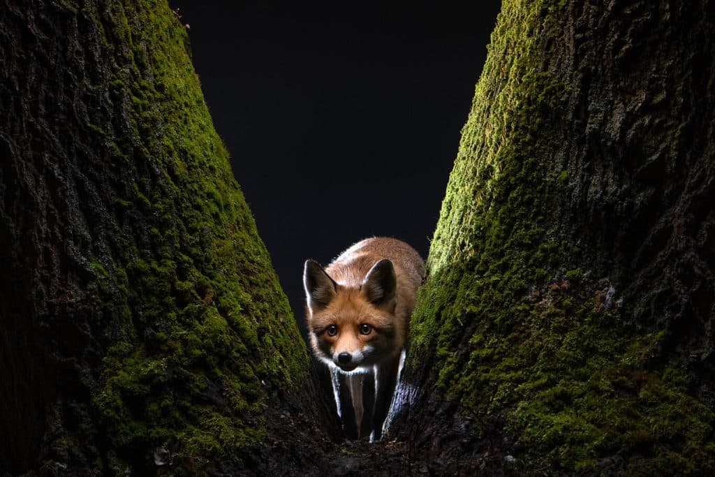 image Sony World Photography Awards 2022 Milan Radisics Hungary Finalist Professional Wildlife Nature 2022 Sony World Photography Awards