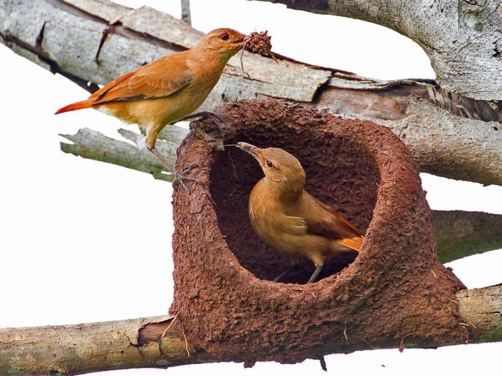 Científicos explican el origen de la forma asimétrica del nido que construye “El hornero”