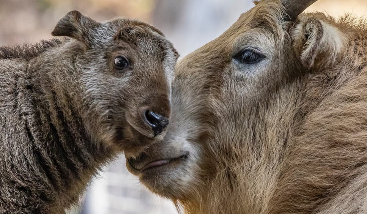 Nació el primer ejemplar takín dorado macho en el hemisferio occidental se encuentra en el Zoológico de San Diego-1