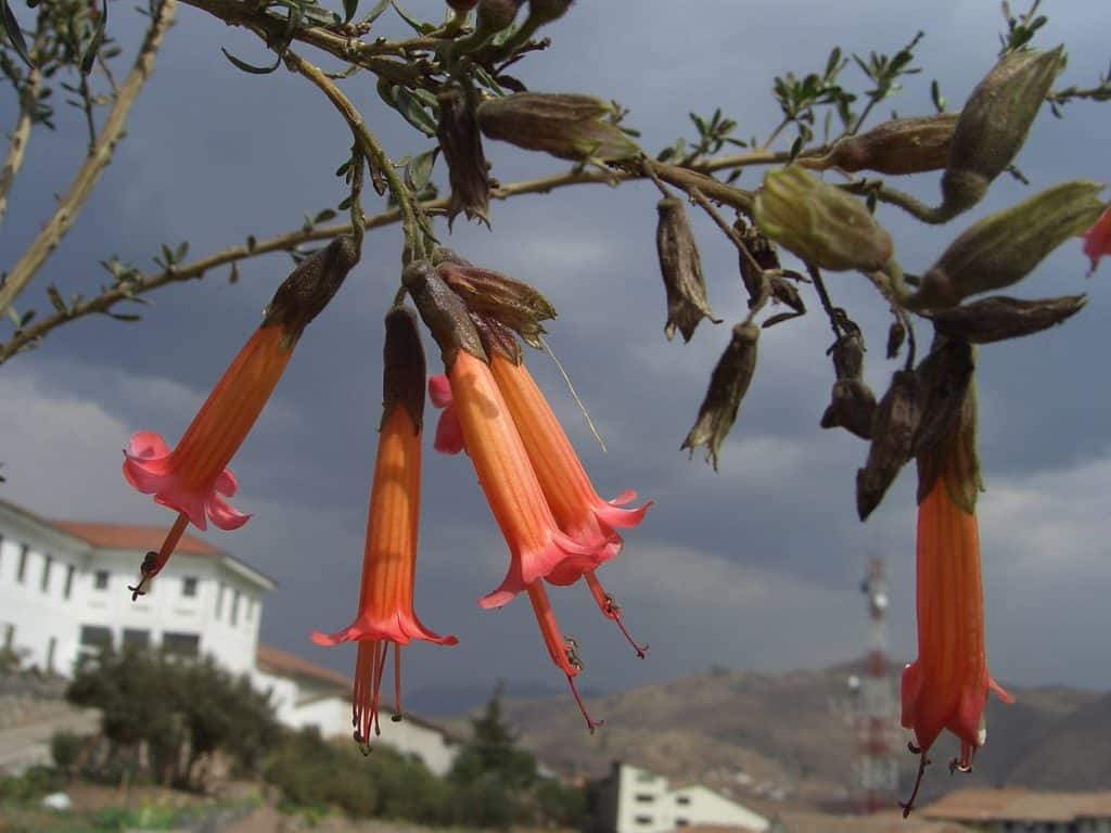 image biodiversidad Peru 2