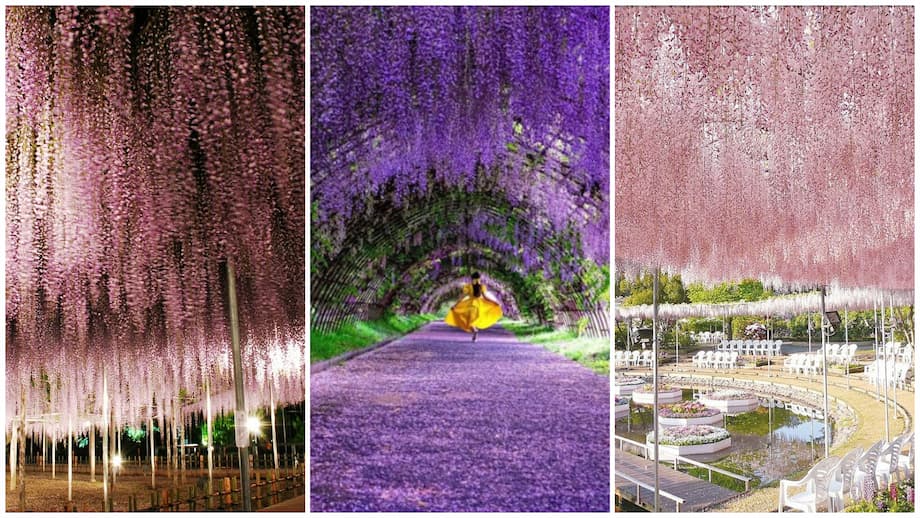 Túneles de Wisteria