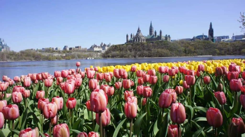 image festival de tulipanes canadian tulip festival 1