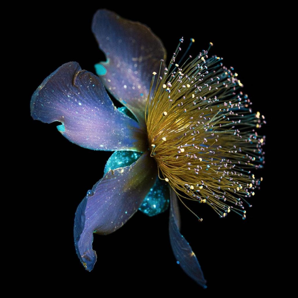 image Debora Lombardi debora lombardi ultraviolet light flower photography 1