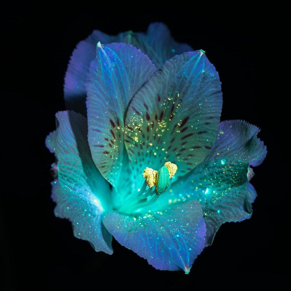 image Debora Lombardi debora lombardi ultraviolet light flower photography 10