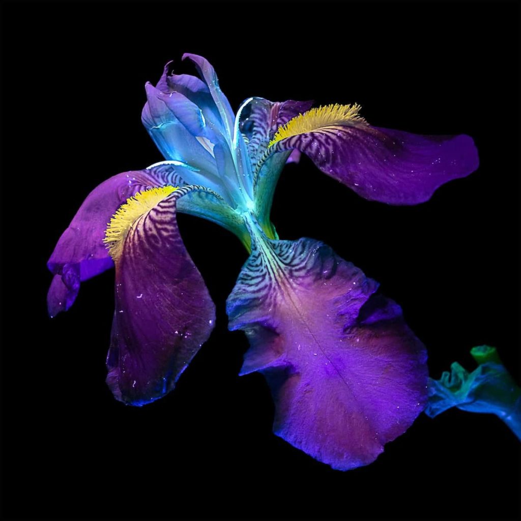 image Debora Lombardi debora lombardi ultraviolet light flower photography 2