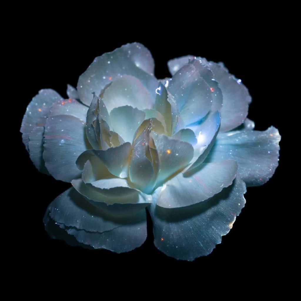 image Debora Lombardi debora lombardi ultraviolet light flower photography 5