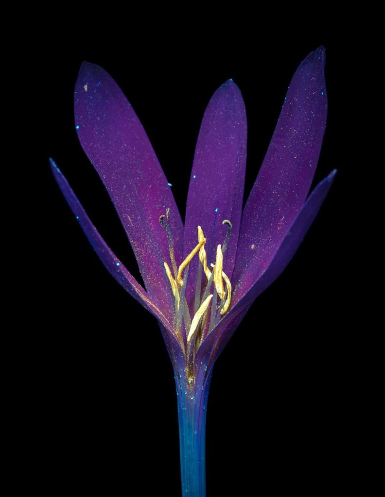 image Debora Lombardi debora lombardi ultraviolet light flower photography 7