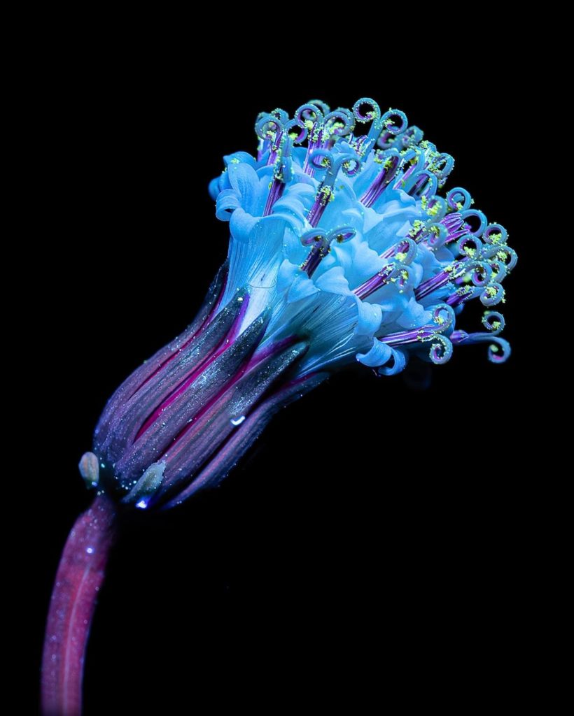 image Debora Lombardi debora lombardi ultraviolet light flower photography 9