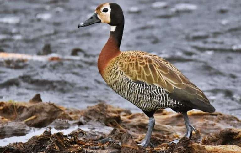 Fuerte repudio: una provincia argentina habilitó la caza de animales autóctonos y genera polémica