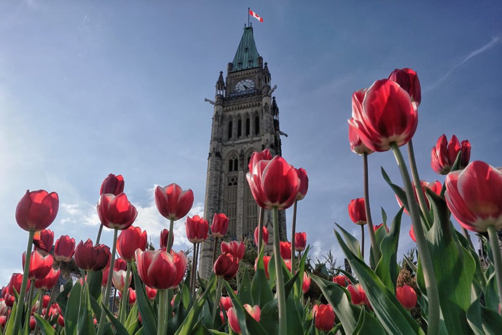 Canadian Tulip Festival: cómo es y cuál es el origen del festival de tulipanes más grande del mundo
