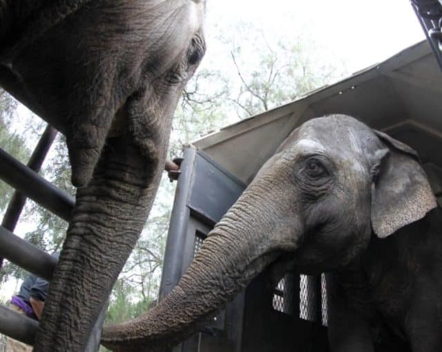 Del ex zoológico de Mendoza al Santuario de Elefantes de Brasil: así fue el traslado de Pocha y Guillermina al Mato Grosso