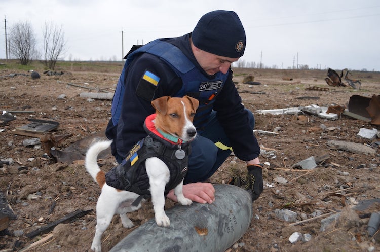 president-zelensky-grants-medal-to-bomb-sniffing-dog-2