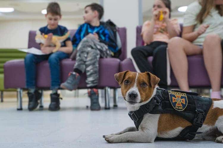 El perro que detecta bombas junto al Servicio de Estado de Emergencia de Ucrania recibió una medalla del presidente Zelenski