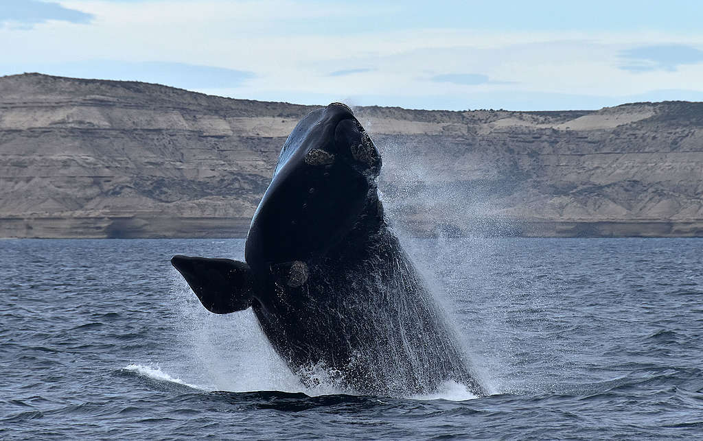 Ballena Franca Austral