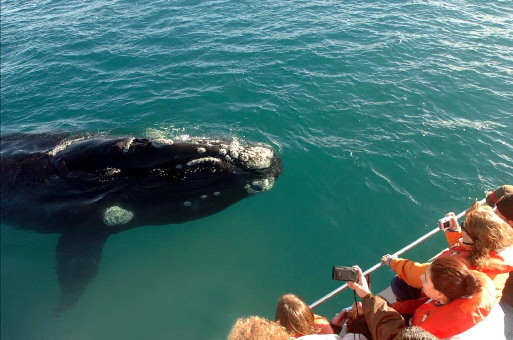 image viajar en 2022 Comienza la temporada de ballenas en Puerto Madryn y estas son las 4 actividades que no te puedes perder