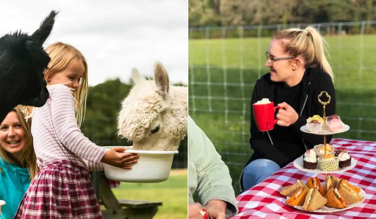 Esta experiencia en Airbnb invita a disfrutar el té de la tarde entre alpacas y es todo lo que necesitas para alegrar tu día-1