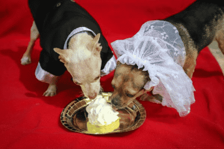 image Mira a estos inseparables perros casarse en una adorable ceremonia en su refugio 3