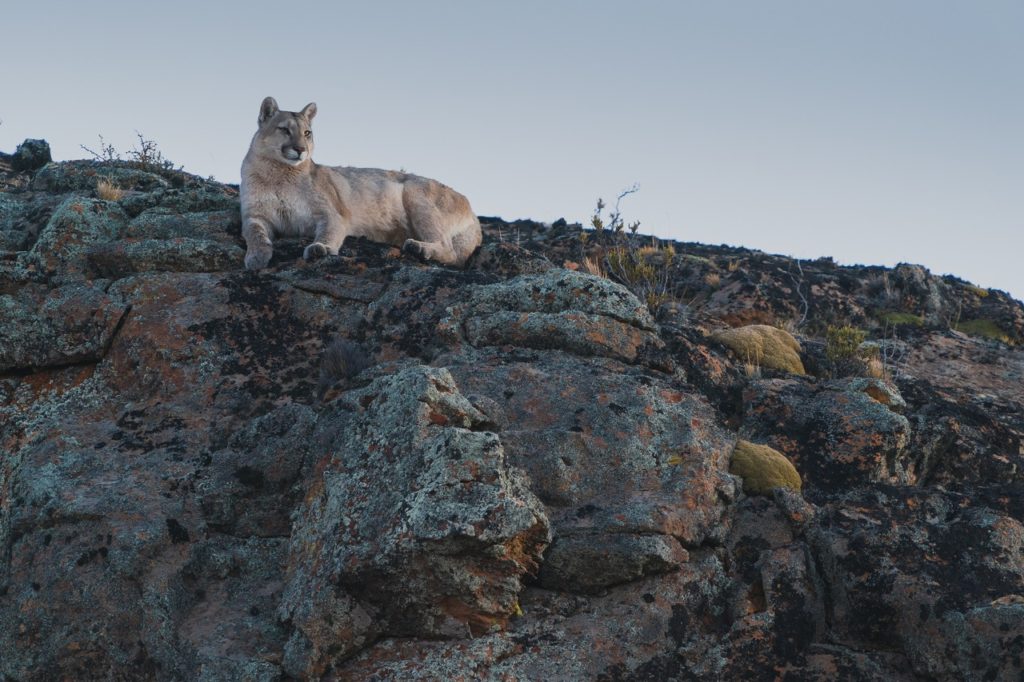 Safaris fotográficos en Argentina: el avistaje de pumas se vuelve un gran atractivo en el noroeste de Santa Cruz