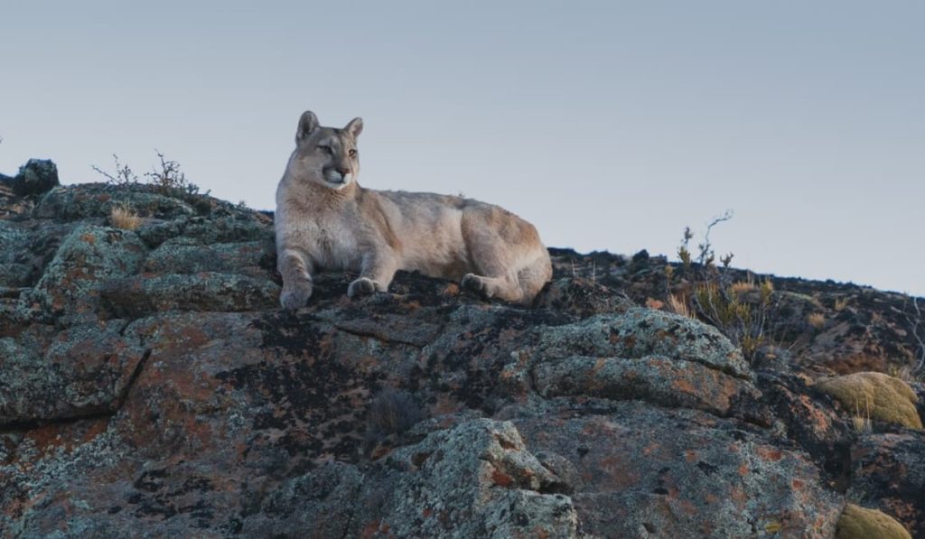 image viajar en 2022 Safaris fotograficos en Argentina el avistaje de pumas se vuelve un gran atractivo en el noroeste de Santa Cruz