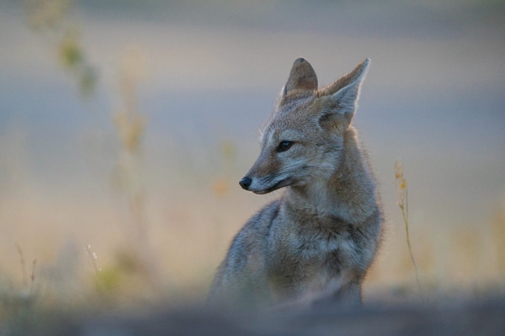 image Safaris fotográficos en Argentina Safaris fotograficos en Argentina el avistaje de pumas se vuelve un gran atractivo en el noroeste de Santa Cruz 6