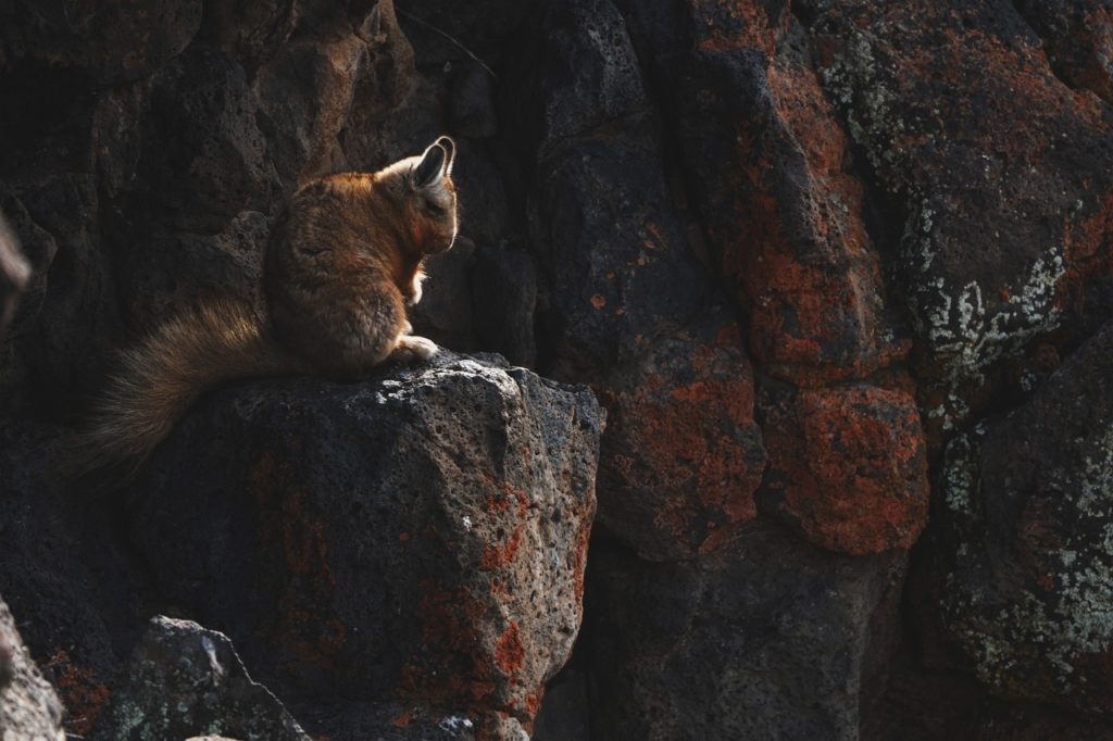 image Safaris fotográficos en Argentina Safaris fotograficos en Argentina el avistaje de pumas se vuelve un gran atractivo en el noroeste de Santa Cruz 7