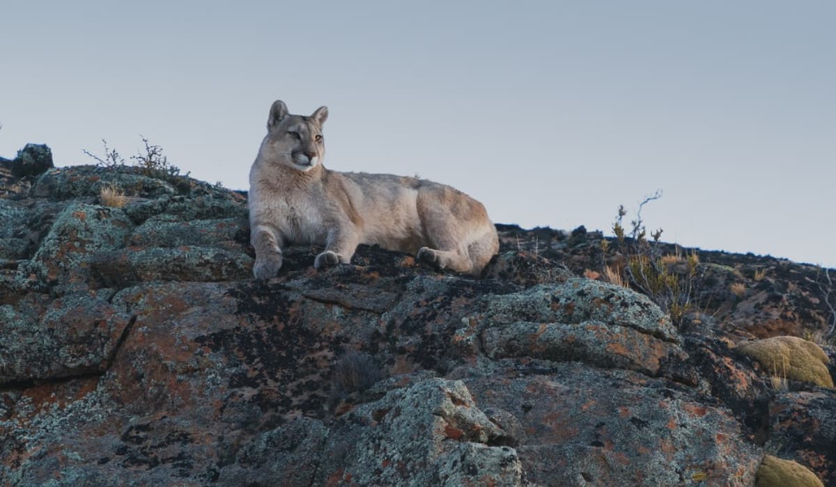 Safaris fotográficos en Argentina el avistaje de pumas se vuelve un gran atractivo en el noroeste de Santa Cruz