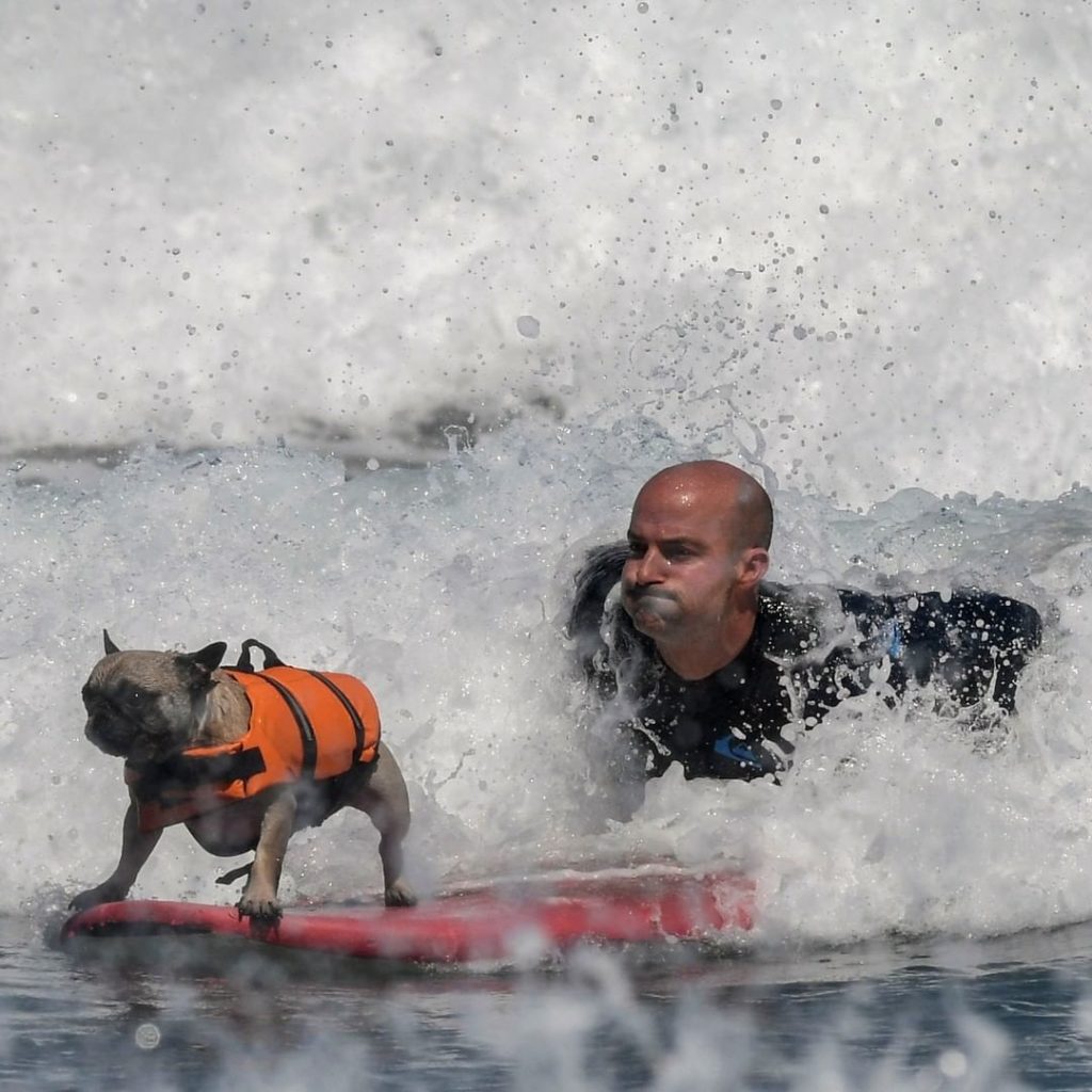 Una playa española celebró el primer campeonato europeo de surf para perros y las fotos son increíbles