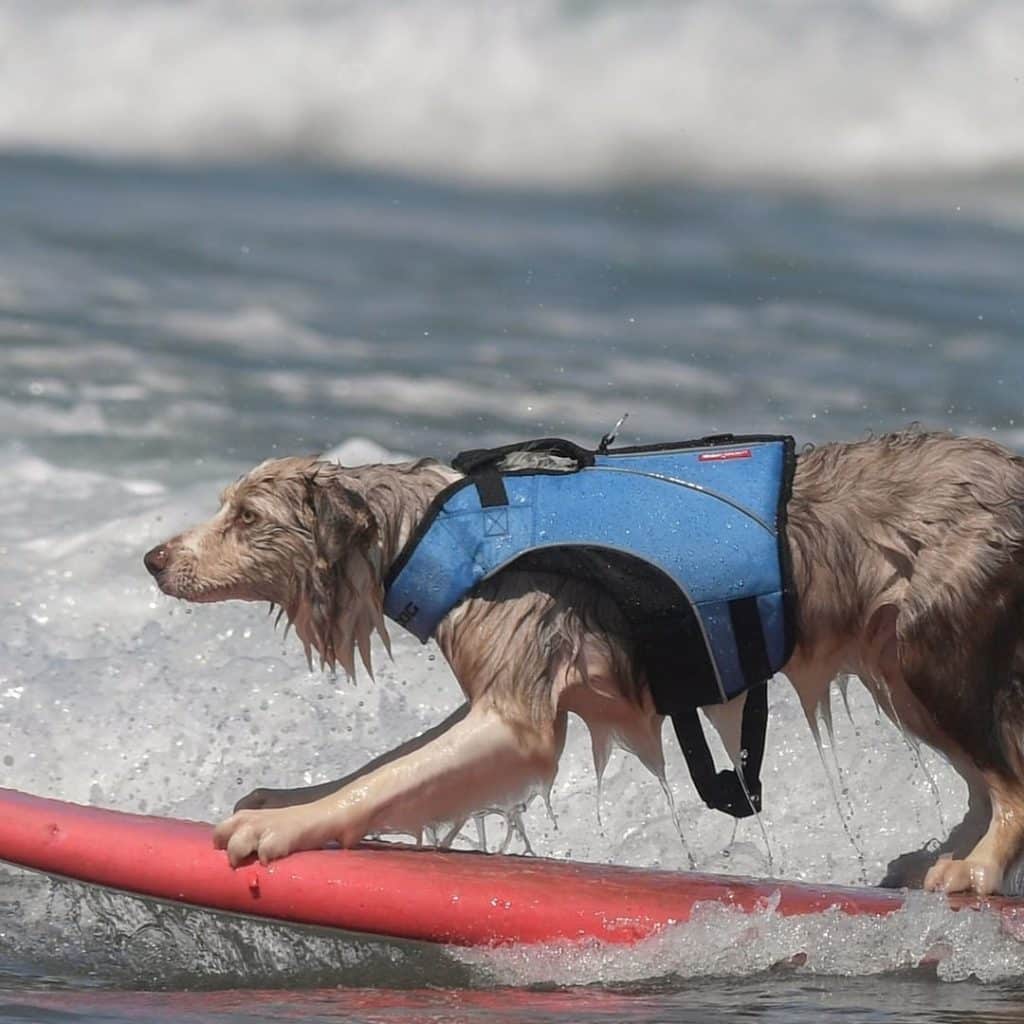 image surf para perros Una playa espanola celebro el primer campeonato europeo de surf para perros y las fotos son increibles 2