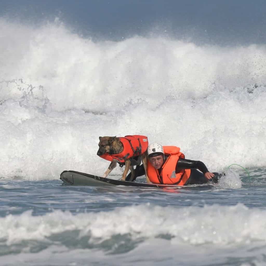 image surf para perros Una playa espanola celebro el primer campeonato europeo de surf para perros y las fotos son increibles 3