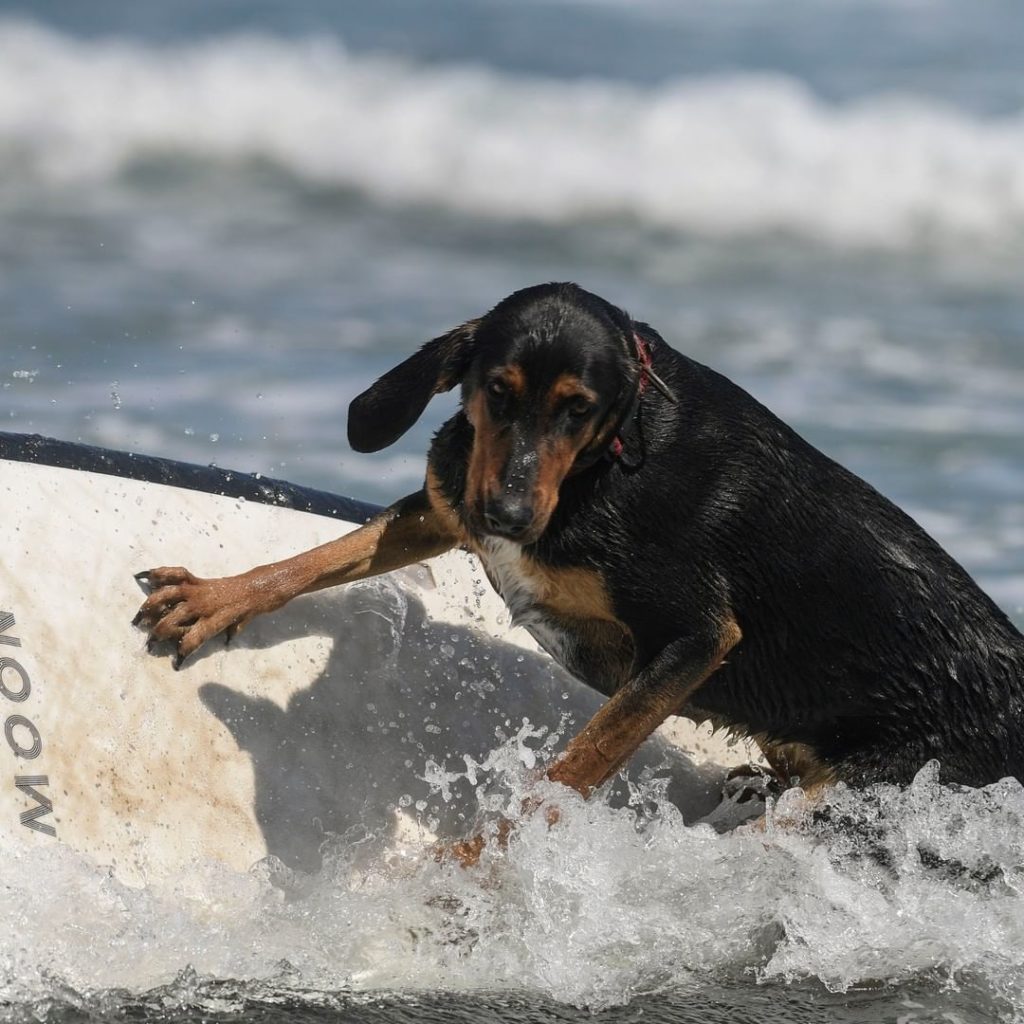 image surf para perros Una playa espanola celebro el primer campeonato europeo de surf para perros y las fotos son increibles 4